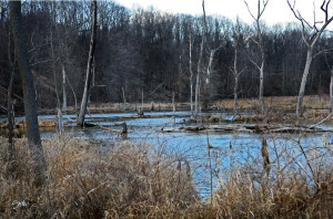 Peninsula Blue Marsh