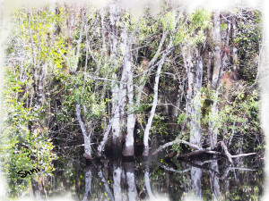 Everglades trees_001