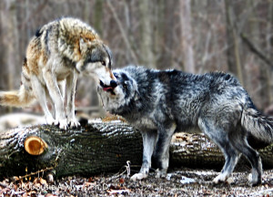 Wolf Playtime