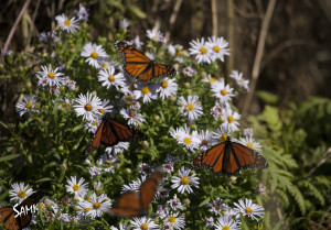 Butterflies on the coast of Maine getting ready to migrate south.