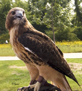 Red Tail Hawk Series 1: Turtle Spring Farm Wildlife Center