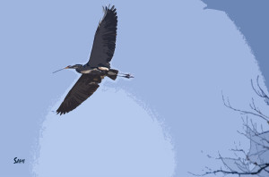 heron in flight