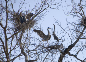 herons mating