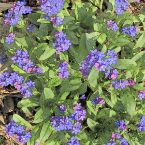 Little Blue Flowers_4683