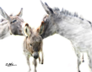 Miniature_Donkey_Family-3_001