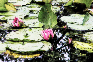 Monetwaterlilies03