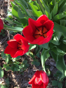 tulips_4666