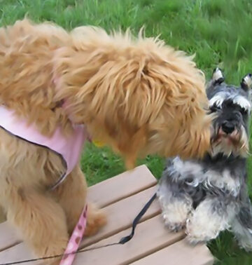 Brandy kissing Mac while in a playground in Rockland Maine. Part of the pet wellness for my furry friends was taking trips together.