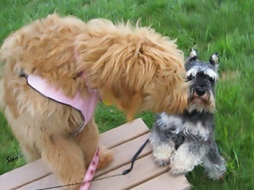 Brandy kissing Mac while in a playground in Rockland Maine. Part of the pet wellness for my furry friends was taking trips together.