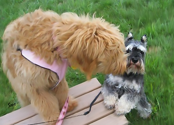 Brandy kissing Mac while in a playground in Rockland Maine. Part of the pet wellness for my furry friends was taking trips together.