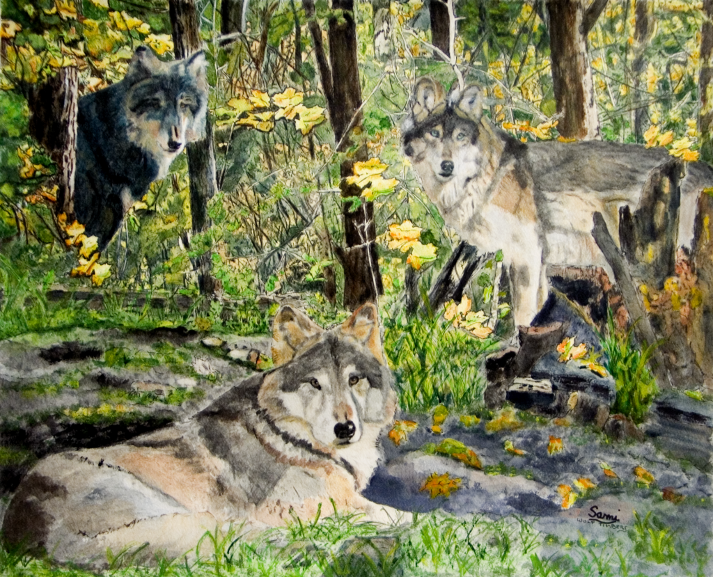 Watercolor painting of the Wolves of Wolf Timbers in Bolivar, Ohio, showcasing a majestic pack of wolves in their natural habitat, surrounded by lush forest scenery and capturing the wild spirit and beauty of these powerful animals.