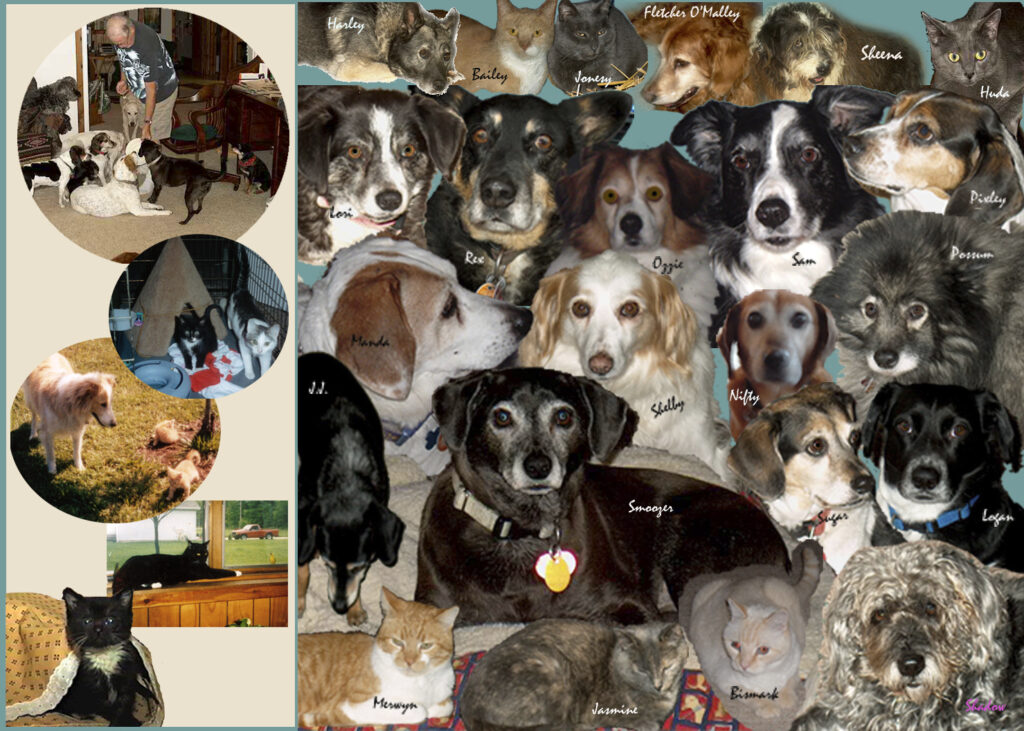 Picture of 17 dogs and a few cats I rescued on the cover of Promises Kept by Dr. Susie Myers