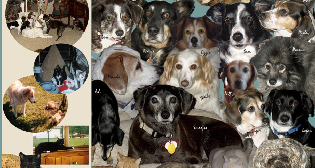 Picture of 17 dogs and a few cats I rescued on the cover of Promises Kept by Dr. Susie Myers