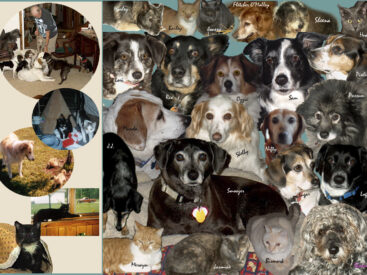 Picture of 17 dogs and a few cats I rescued on the cover of Promises Kept by Dr. Susie Myers