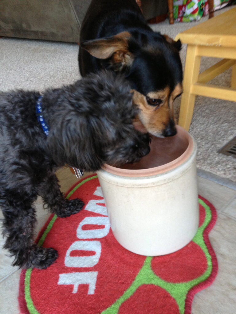 Tanner and Jake sharing a drink. Creating a loving environment for your rescue dog. 