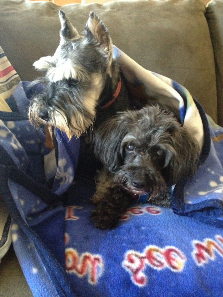 Mac and Jake cuddled up being nurtured, a part of pet wellness. 