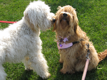 Wallace kissing Brandy. Pet wellness in socialization and play