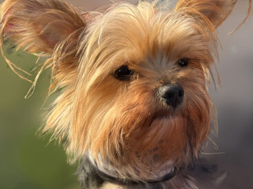 The Importance of Animal Rescue: Yorkie rescued in Worthington Oh