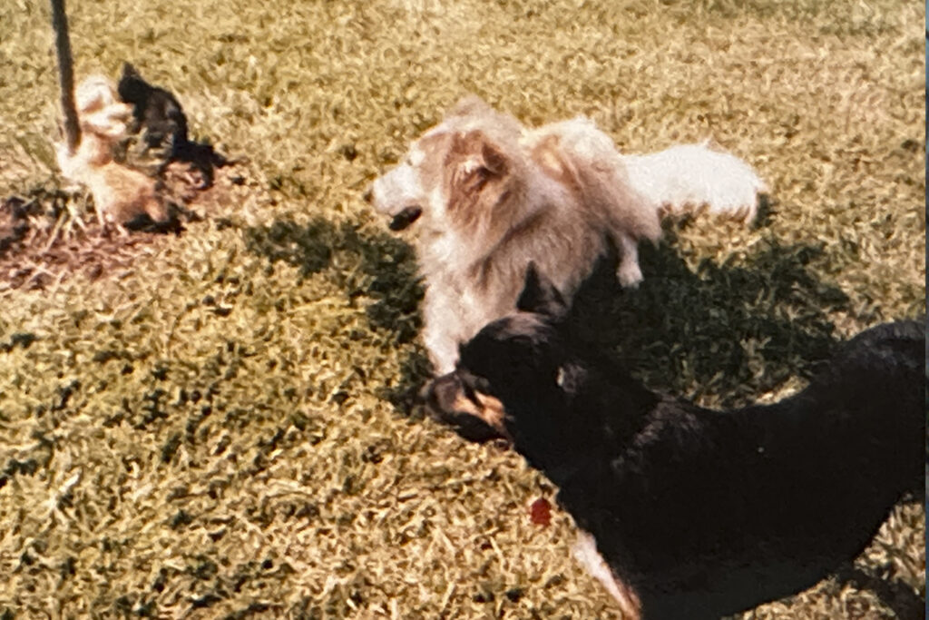 Sharing the Spirit of Rescue and Joy - Joe with the Kitties